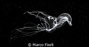 Deep Space Swim
Mono conversion of a planktonic creature... by Marco Fierli 